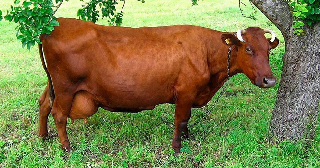 Корова бурой латвийской породы