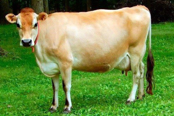 Корова джерсейской породы