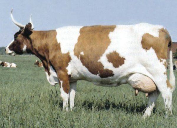 Корова финской породы