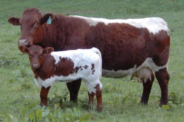 Корова и теленок породы пинцгау