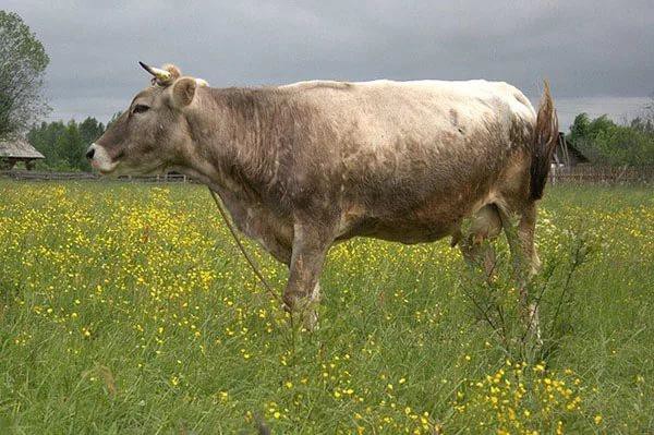 Корова костромской породы на пастбище