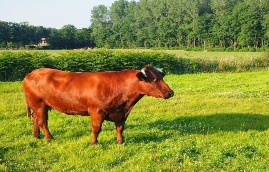 Корова красной эстонской породы