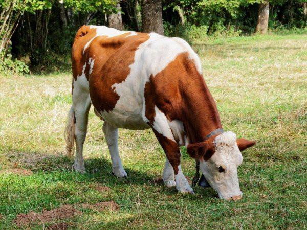 Корова монбельярской породы