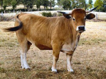 Корова породы обрак