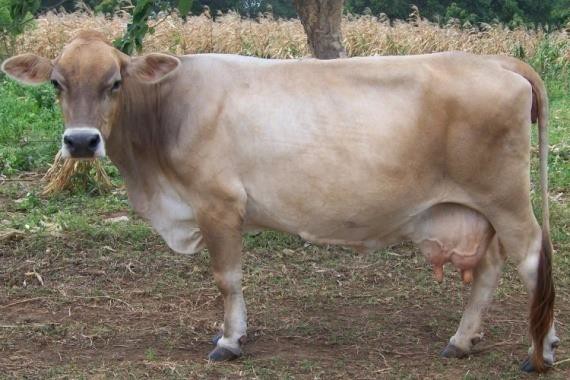 Корова романьольской породы