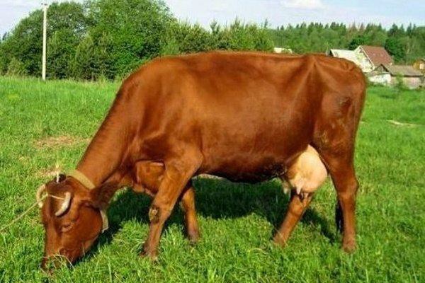 Корова суксунской породы