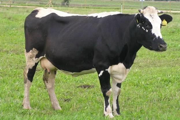 Корова тагильской породы