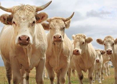 Коровы аквитанской белой породы