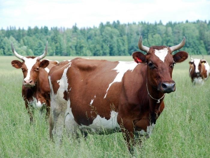 Коровы йоркширской породы