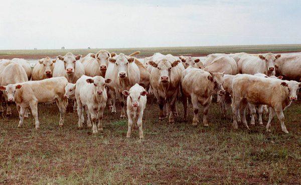 Коровы с молодняком на пастбище