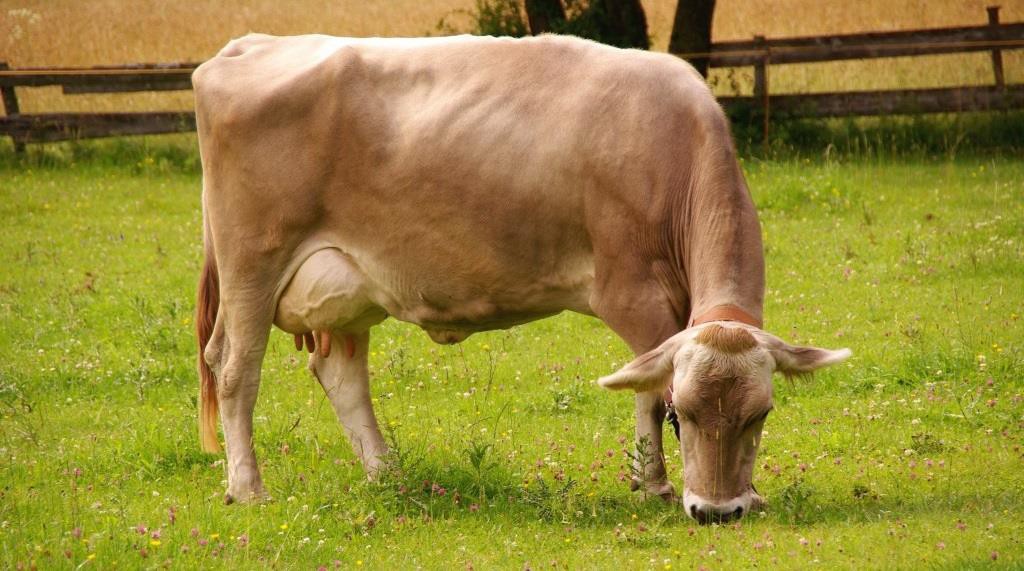 Швицких коров и бычков содержат стойловым или стойловопастбищным способом