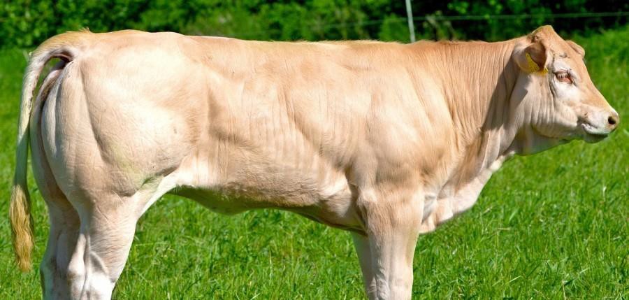 У коров аквитанской белой породы хорошо развита мускулатура 