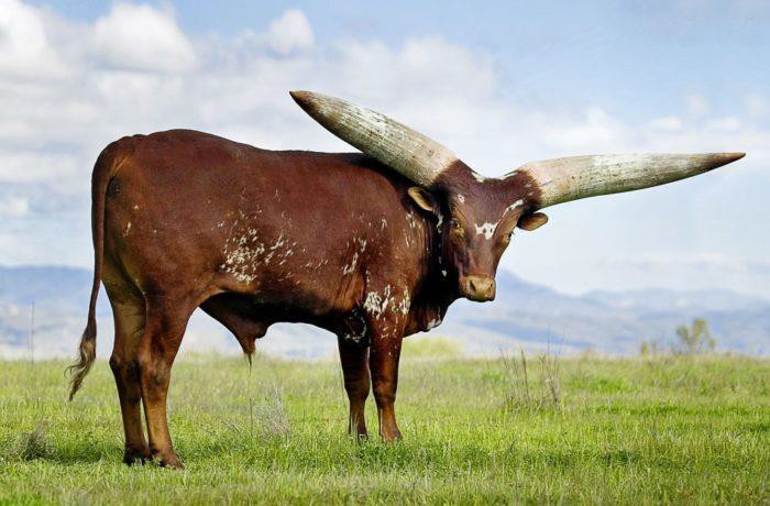Ватусси – самый рогатый бык в мире
