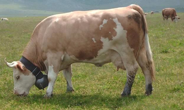 Высокогорные луга – лучшее пастбище для симментальских коров 
