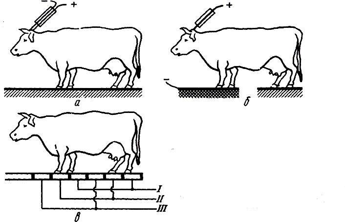 Способы электрооглушения крупного рогатого скота