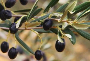 Источник оливкового масла – маслины
