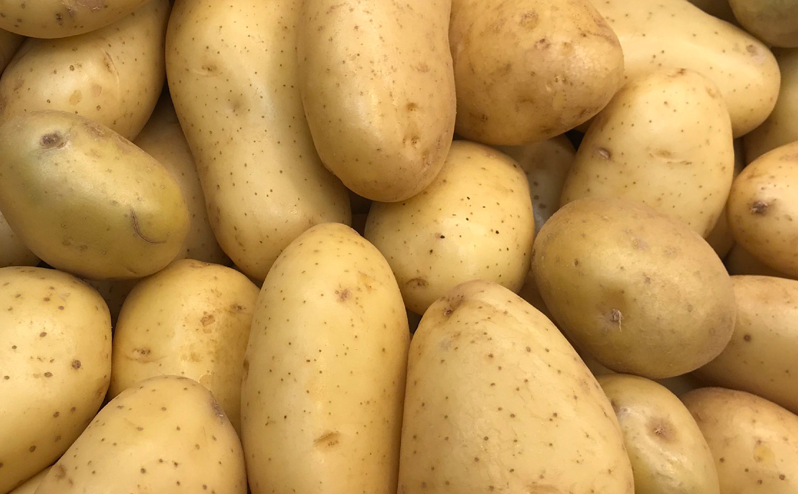 Хранение картофеля. Способы, режимы, особенности картофельных хранилищ