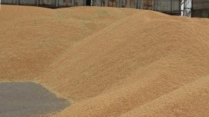 Послеуборочная обработка зерна