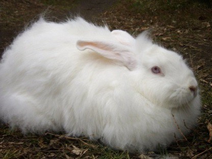 Белая пуховая порода кроликов