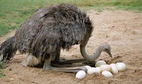 Гнездо страуса с яйцами