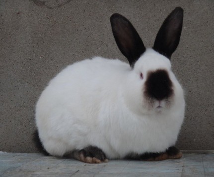 Калифорнийская порода кроликов 
