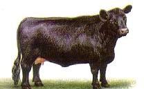 Корова абердин-ангусской породы