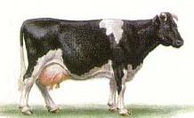 Корова белорусской черно-пестрой породы
