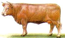 Корова шаролезской породы