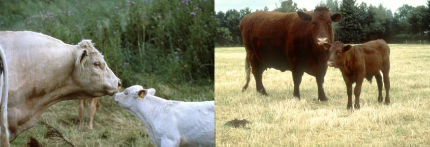Коровы мясных пород с телятами на пастбище