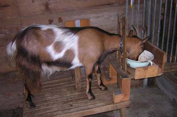 Коза на доильном станке для коз