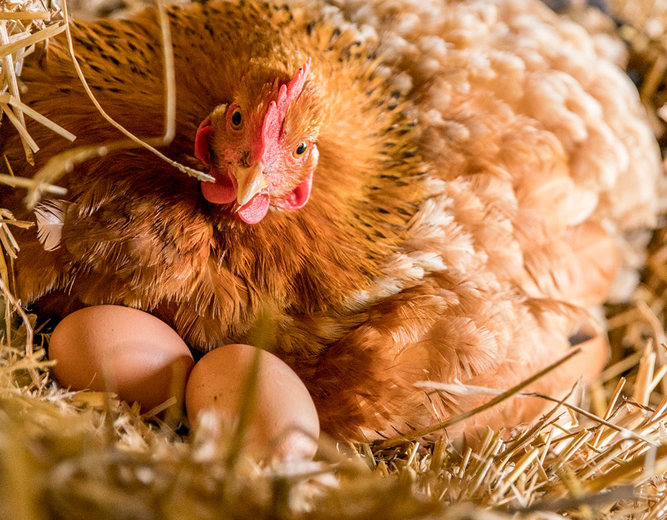 Сбор, хранение, инкубация яиц и выращивание цыплят