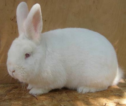 Новозеландская белая порода кроликов 