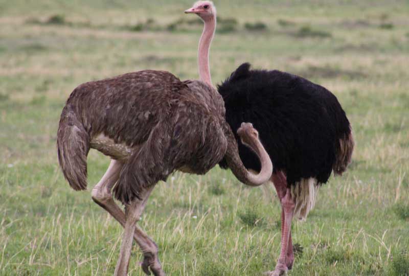 Самка и самец страуса