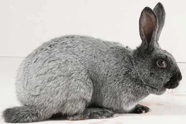 Серебристый кролик (советское серебро)