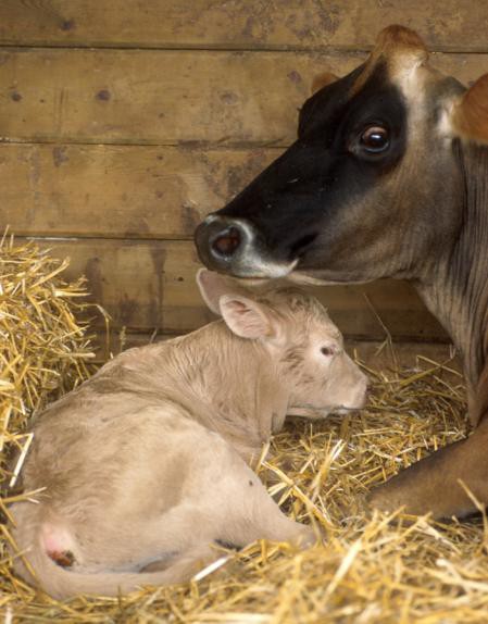 Содержание коровы с новорожденным теленком в деннике 