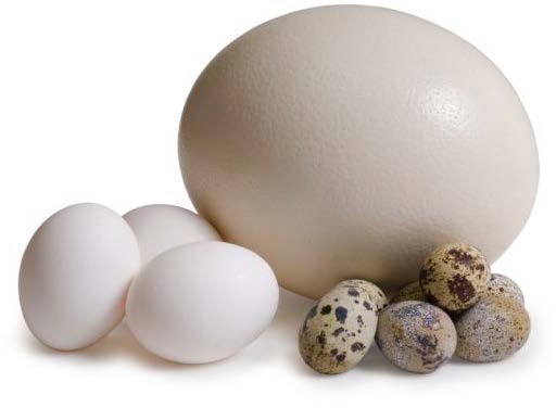 страусиное яйцо всравнении с куриным и перепелиным