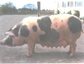 Свиноматка белорусской черно-пестрой породы