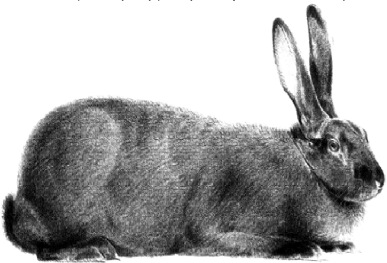 Телосложение кролика самки